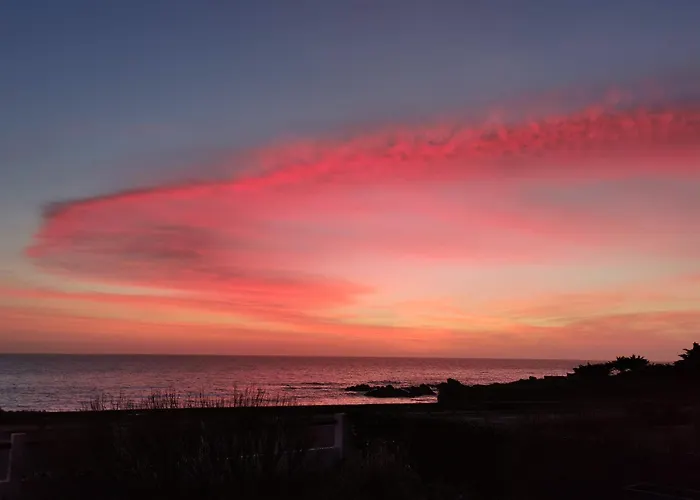 Ajoncs - Pleine Batz-sur-Mer